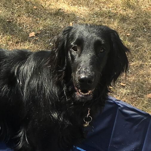 Zu sehen ist die schwarze Labrador-Blindenführhündin Arya wie sie freundlich in die Kamera schaut.