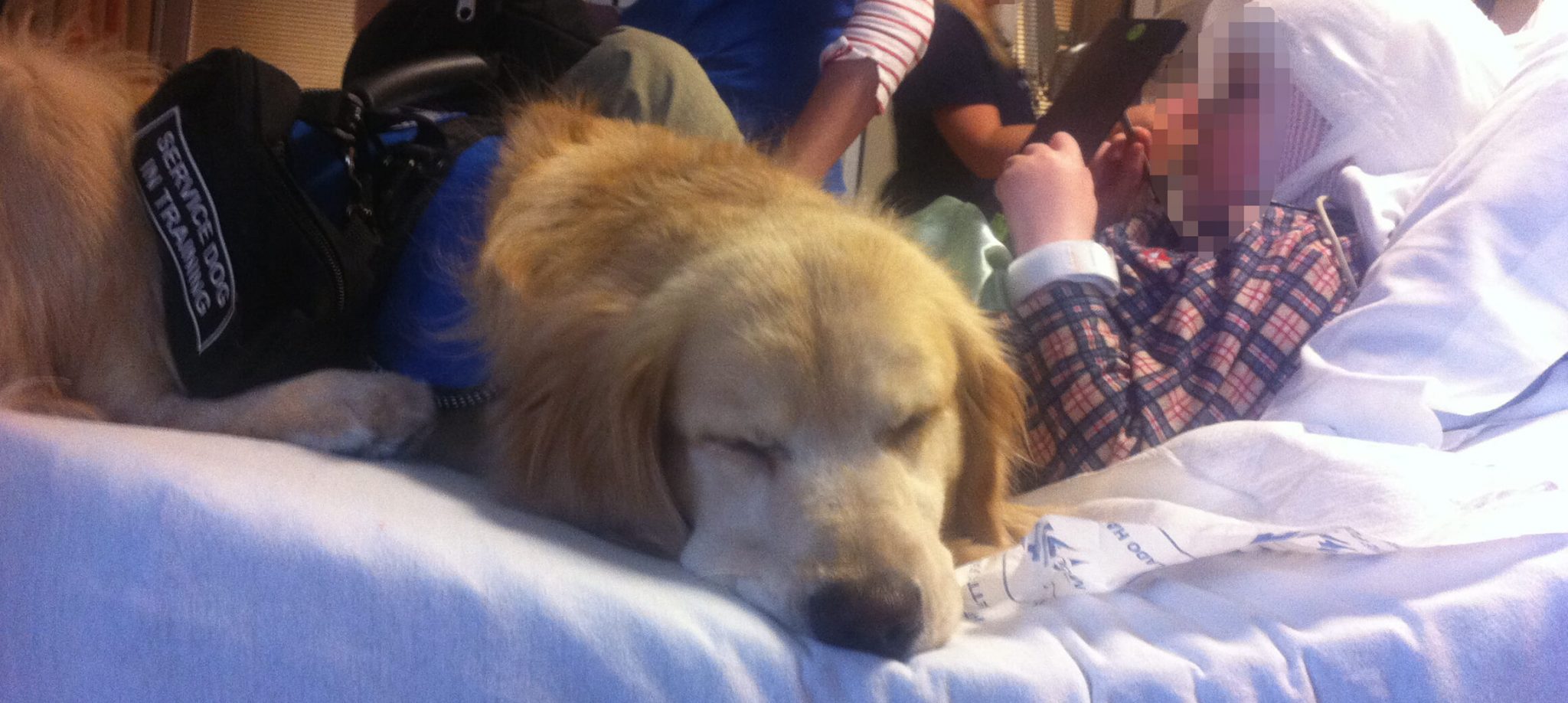 Ein heller Labrador der bei einem Kind im Krankenhausbett liegt. Er trägt das Schild "Service Dog in Training".