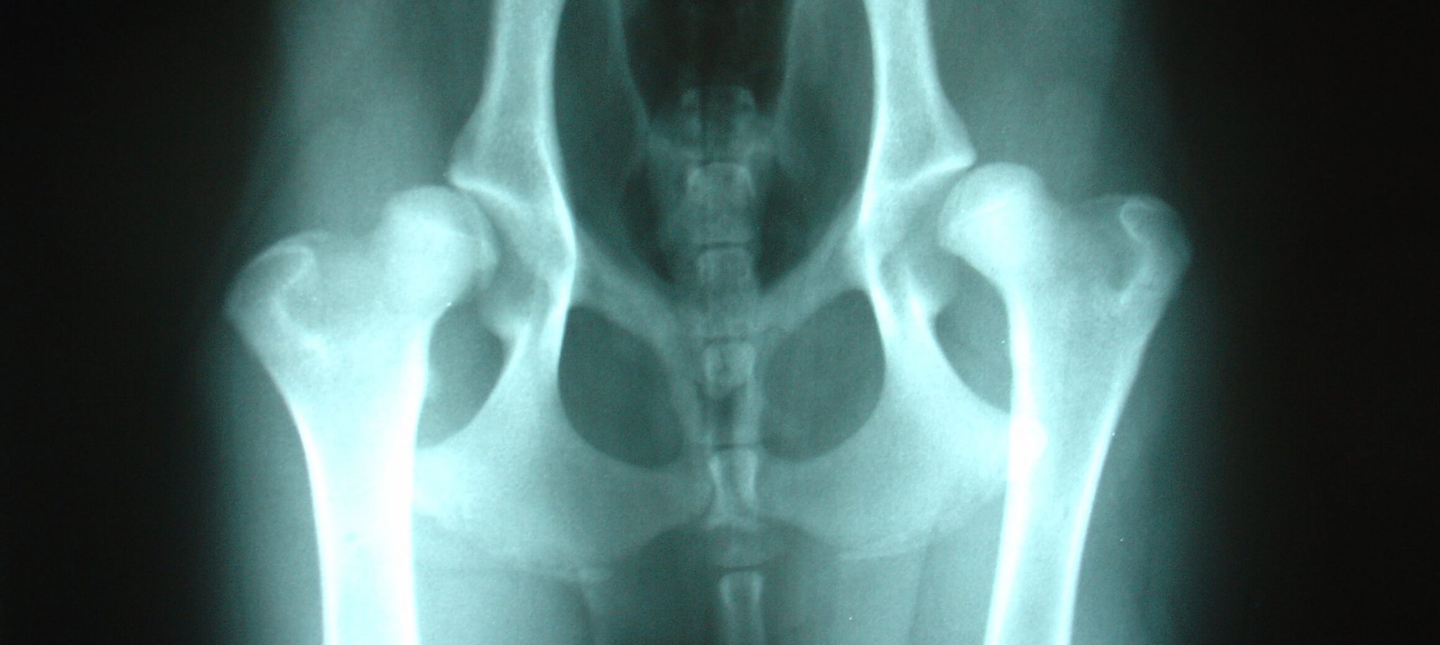 Ein Röntgenbild der Hüfte eines Labradorwelpen.