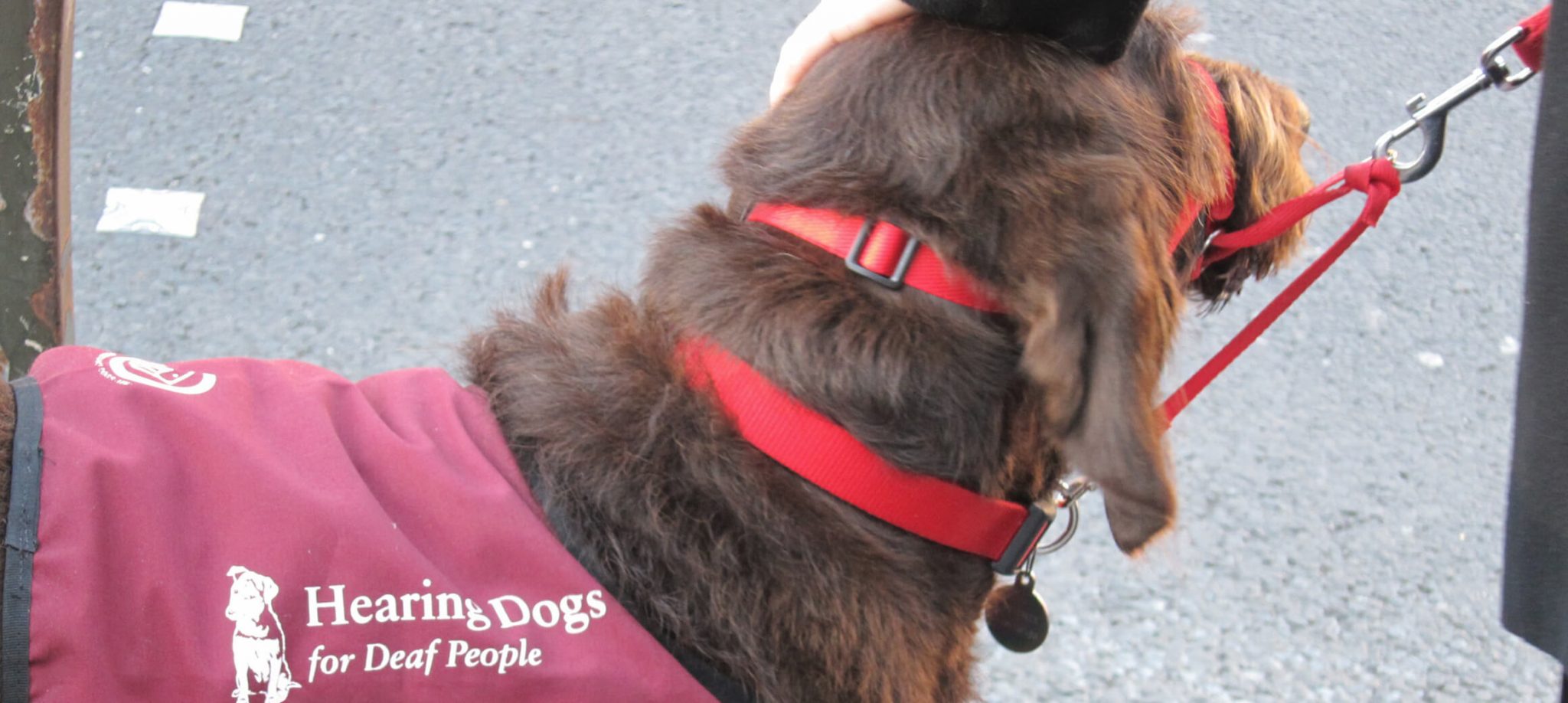 Ein brauner Hund der ein Geschirr mit der Aufschrift "Hearing dogs for deaf people" (Hörhunde für gehörlose Menschen) trägt, wird am Kopf gestreichelt.