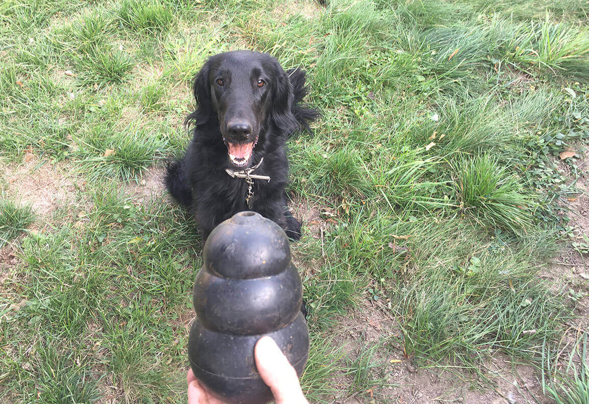 Ein Hundespielzeug (Kong) wird in die Kamera gehalten. Arya sitzt mit offenem Maul vor dem Kong und wartet auf den Wurf.